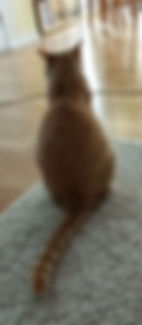 Kattengedragstherapie, de kunst van het negeren