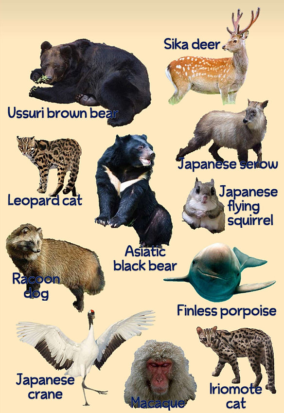 Japan animals