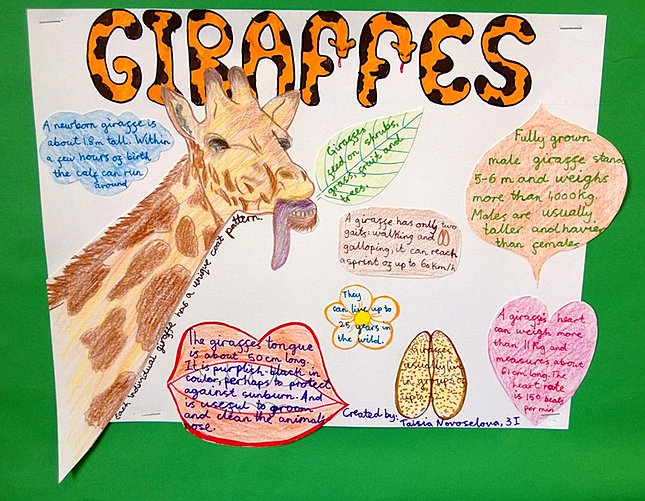 Animal facts posters