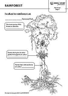 learning about rainforests of geography india worksheet  works worksheets and teaching for rainforest Free