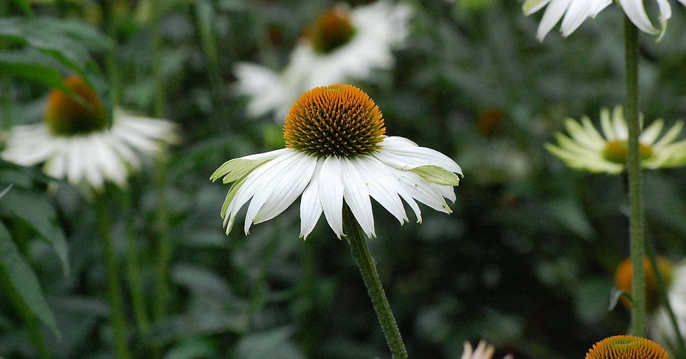 white Echinacea planting design