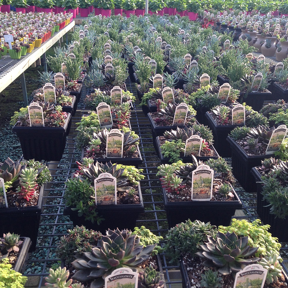 Nursery plants