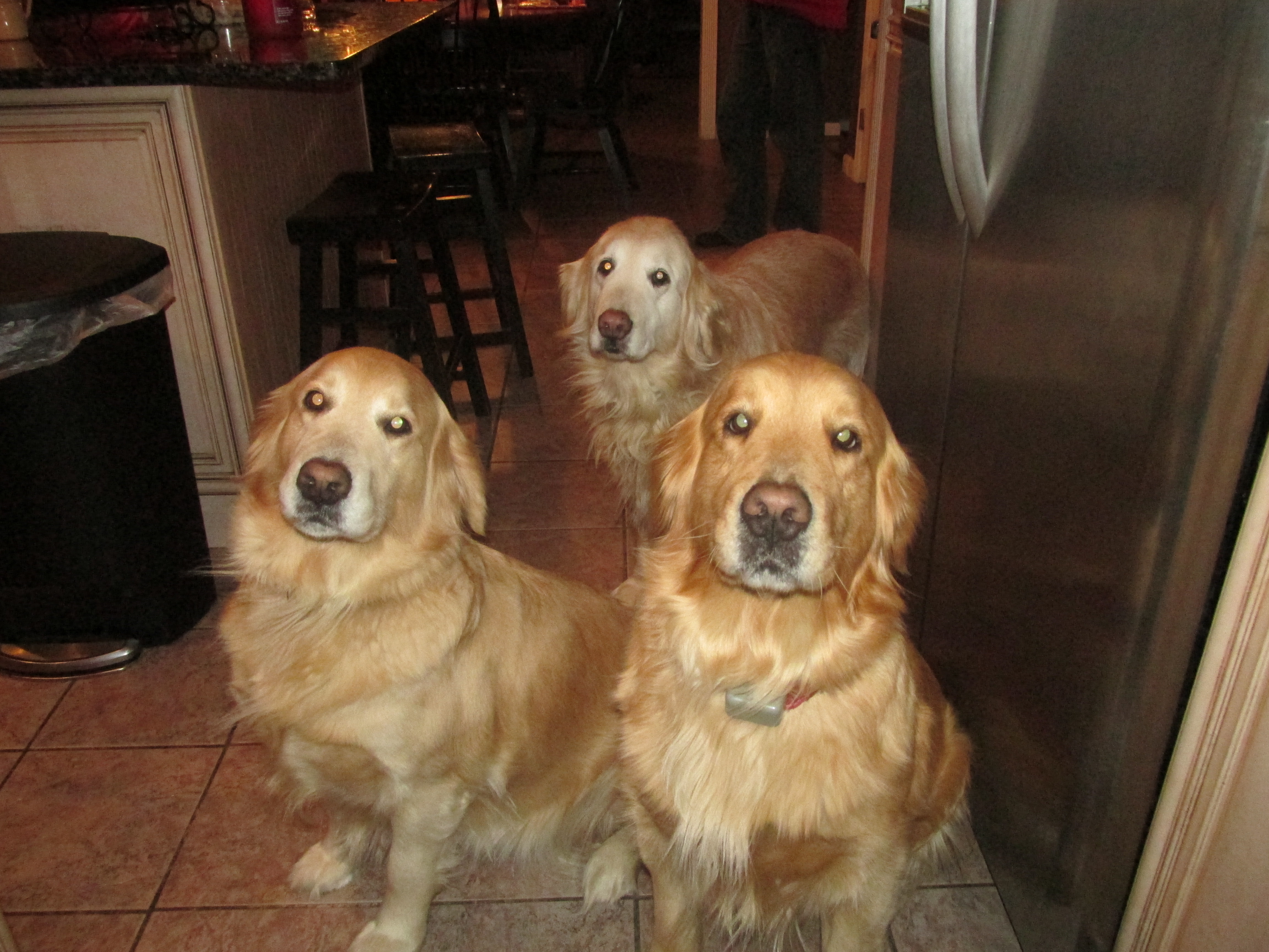 golden retriever puppies for sale in bucks county pa golden retriver puppies in pa breeds picture golden retriever puppies for sale in bucks county pa golden retriver puppies in pa breeds picture
