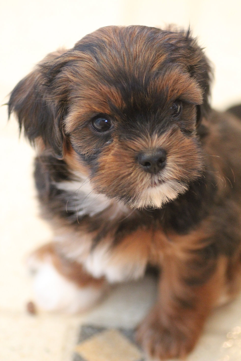 Baby Barks Calgary, Alberta Bichon Shih Tzu Puppies