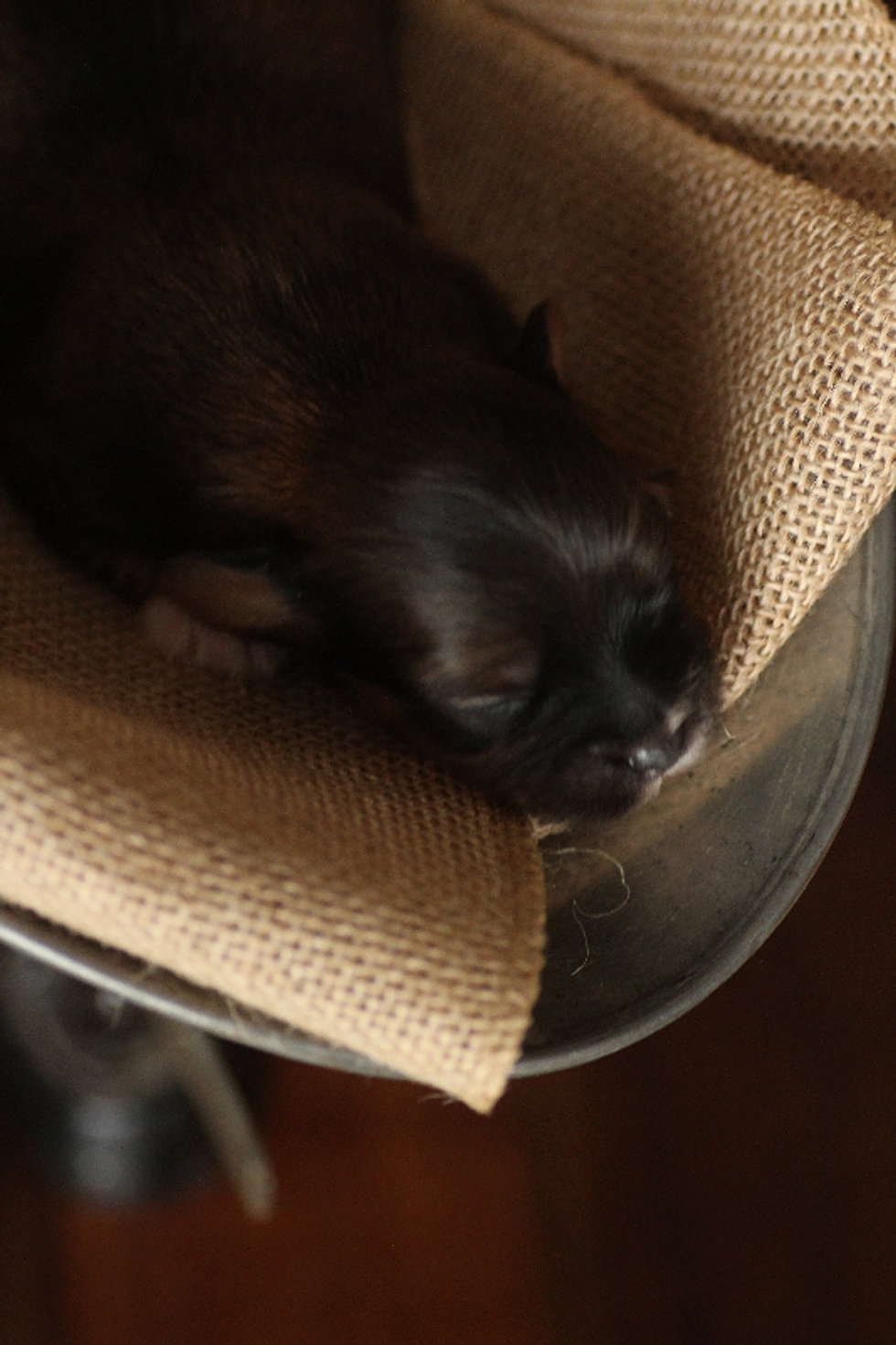 Baby Barks Calgary, Alberta Bichon Shih Tzu Puppies