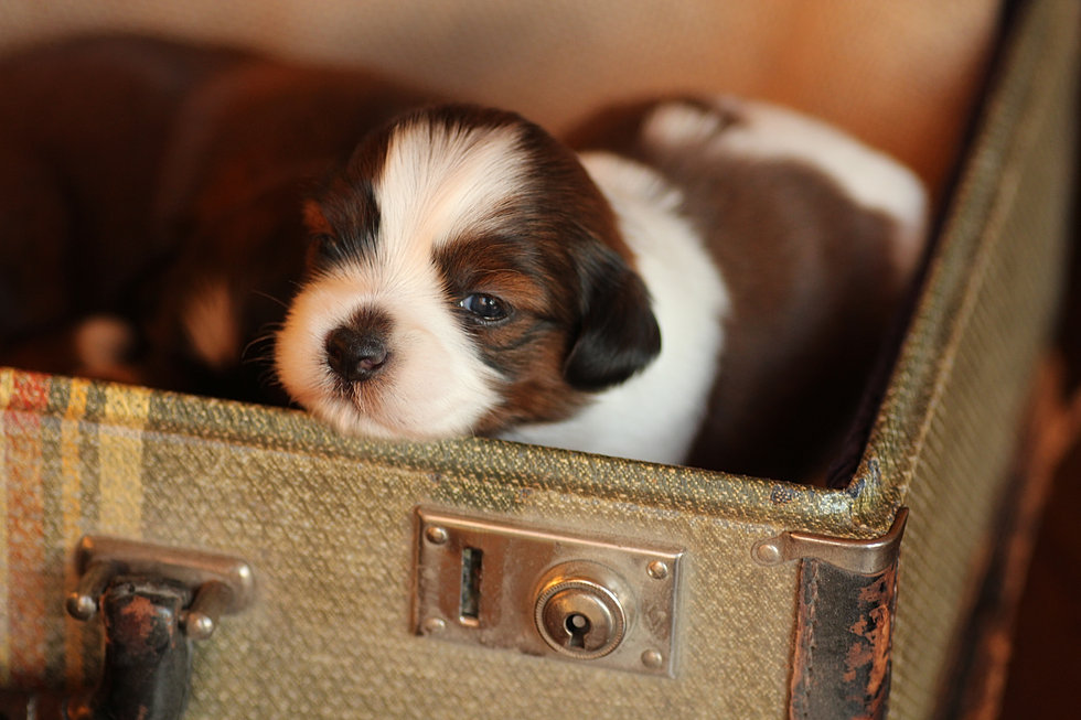 Baby Barks Calgary, Alberta Bichon Shih Tzu Puppies
