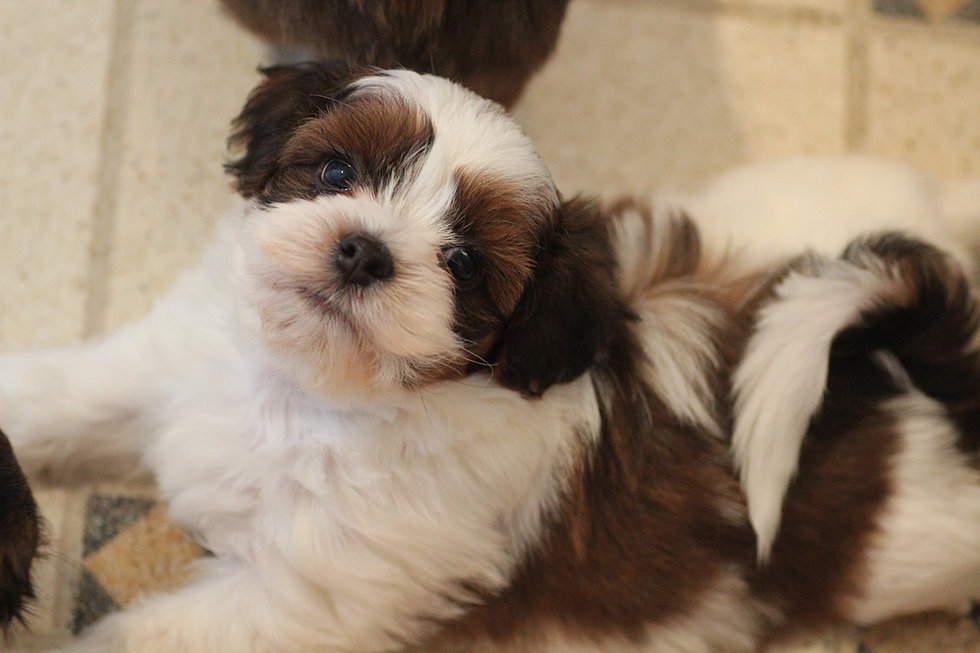 Baby Barks Calgary, Alberta Bichon Shih Tzu Puppies