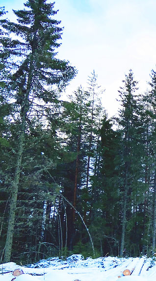 Tjärnmyra skog_HEMSIDA.jpg