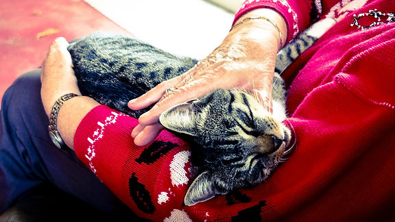 cat-2589287_1920.jpg