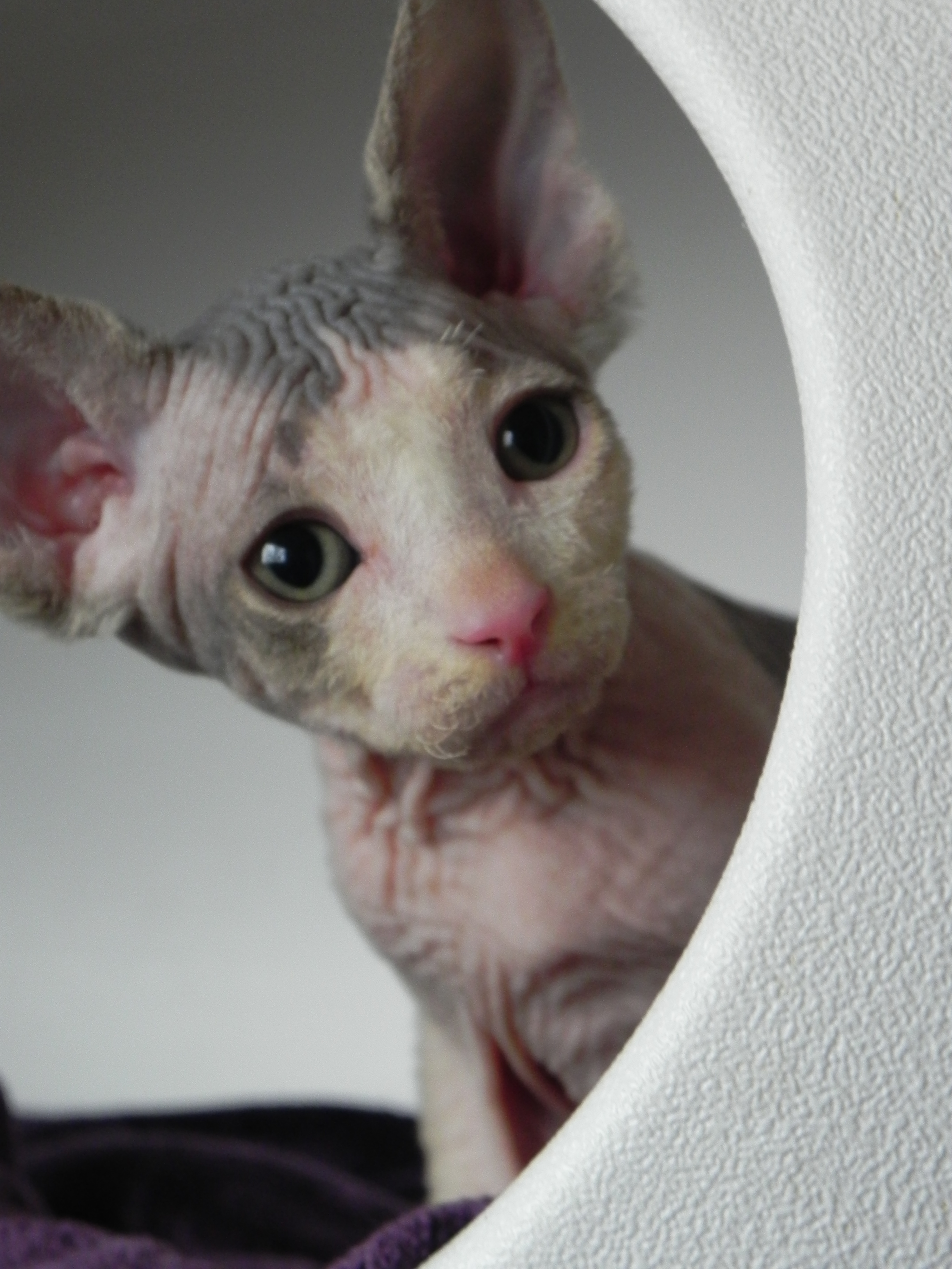 котята сфинкс велюр фото