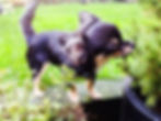 The Surrey Ark, Claygate, Effingham, Esher, Thames Ditton, Dog Walker, House Sitter, Pet Care, Dog sitting, dog walking, Long Ditton, East Horsley,