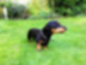 The Surrey Ark, Claygate, Effingham, Esher, Thames Ditton, Dog Walker, House Sitter, Pet Care, Dog sitting, dog walking, Long Ditton, East Horsley,