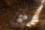 Oeufs perruche souris en mutation bleu (