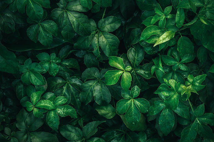 foliage-tropical-leaf-dark-green-with-rain-water-drop-texture-abstract-pattern-nature-back