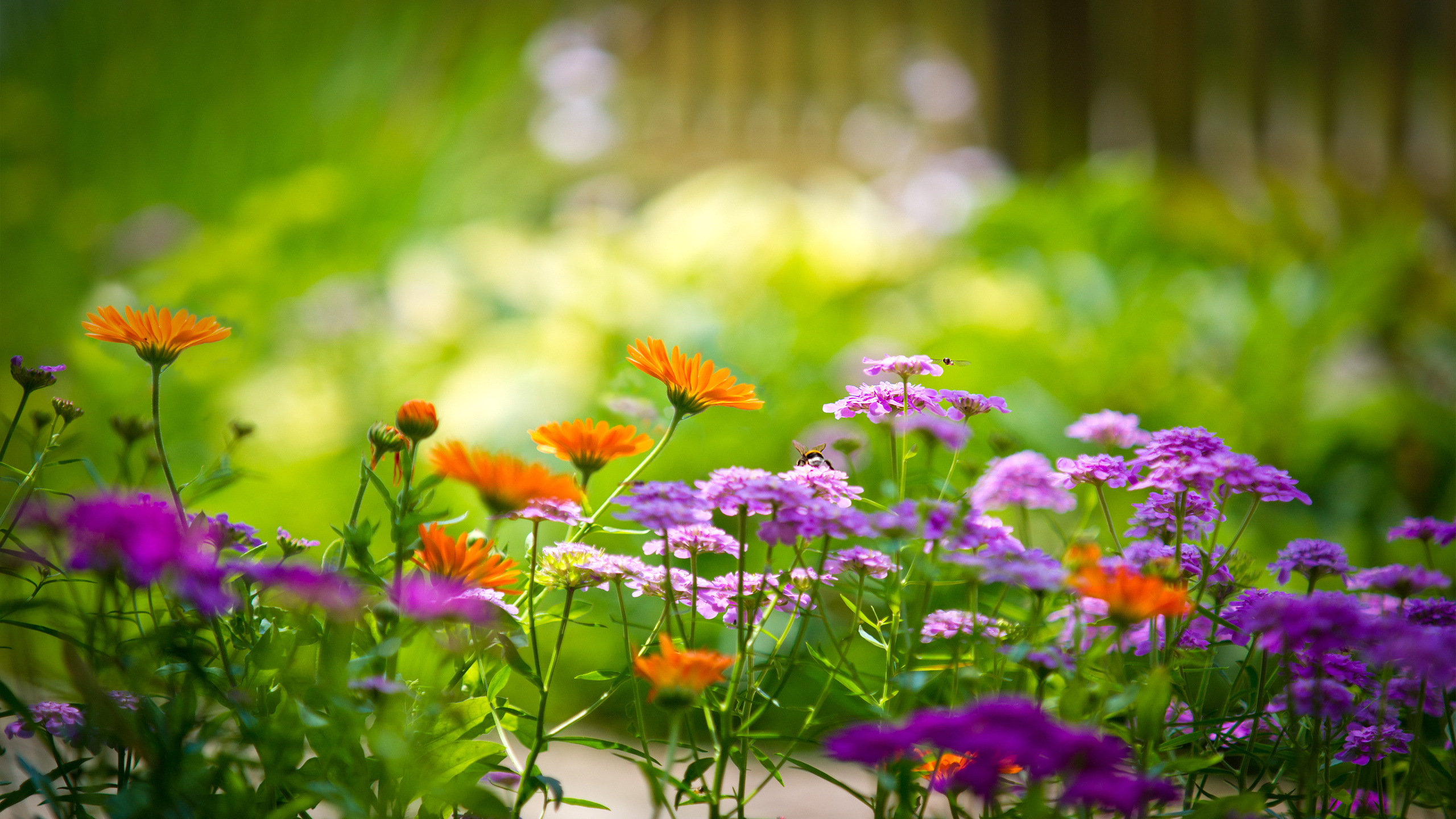Garden Flowers Garden Flowers