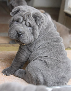 642566_854f35d26170c7a2dc6797c100c3d725.jpg_srz_235_300_85_22_0.50_1.20_0.00_jpg_srz