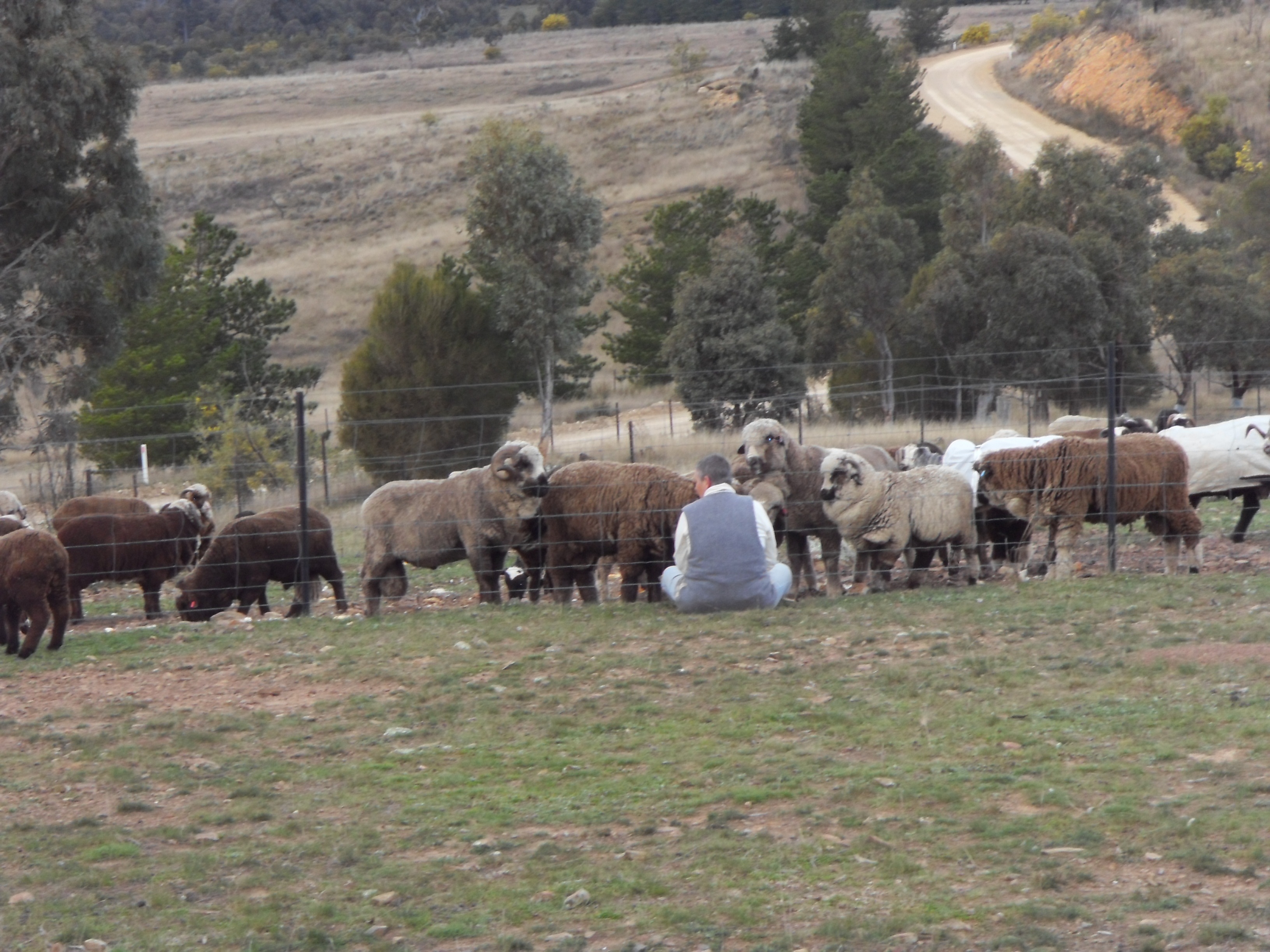 Black & Coloured Sheep Breeders Association of Australia (NSW) Inc.