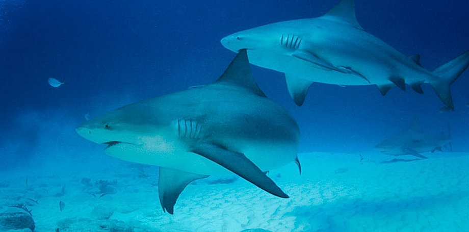 Bull Shark Dive Cozumel