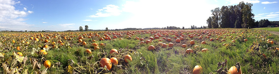 Richmond Pumpkin Patch Steveston