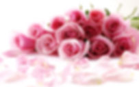 Rosen rosa.jpg