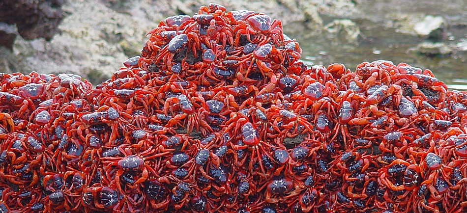 Christmas Island crabs  Christmas Island  Max Orchard