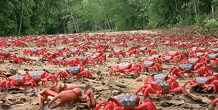 6704b8_46926532578e256f152c169b63f7f005.gif_srz_710_360_85_22_0.50_1.20_0.00_gif_srz