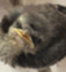 baby bird.jpeg