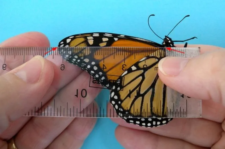 what is the optimal monarch size for successful migration monarch butterfly size