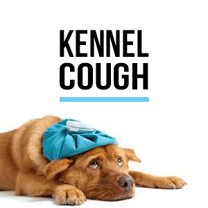 Kennel Cough Contagious To My Other Dog Kennel Cough Contagious To My Other Dog