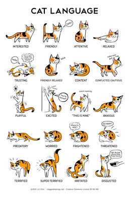 Chat et signes d'apaisement 6a19e7_a972bc42d8a744eb87a9570d99b4ffe5