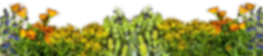 Bordo_fiori.png