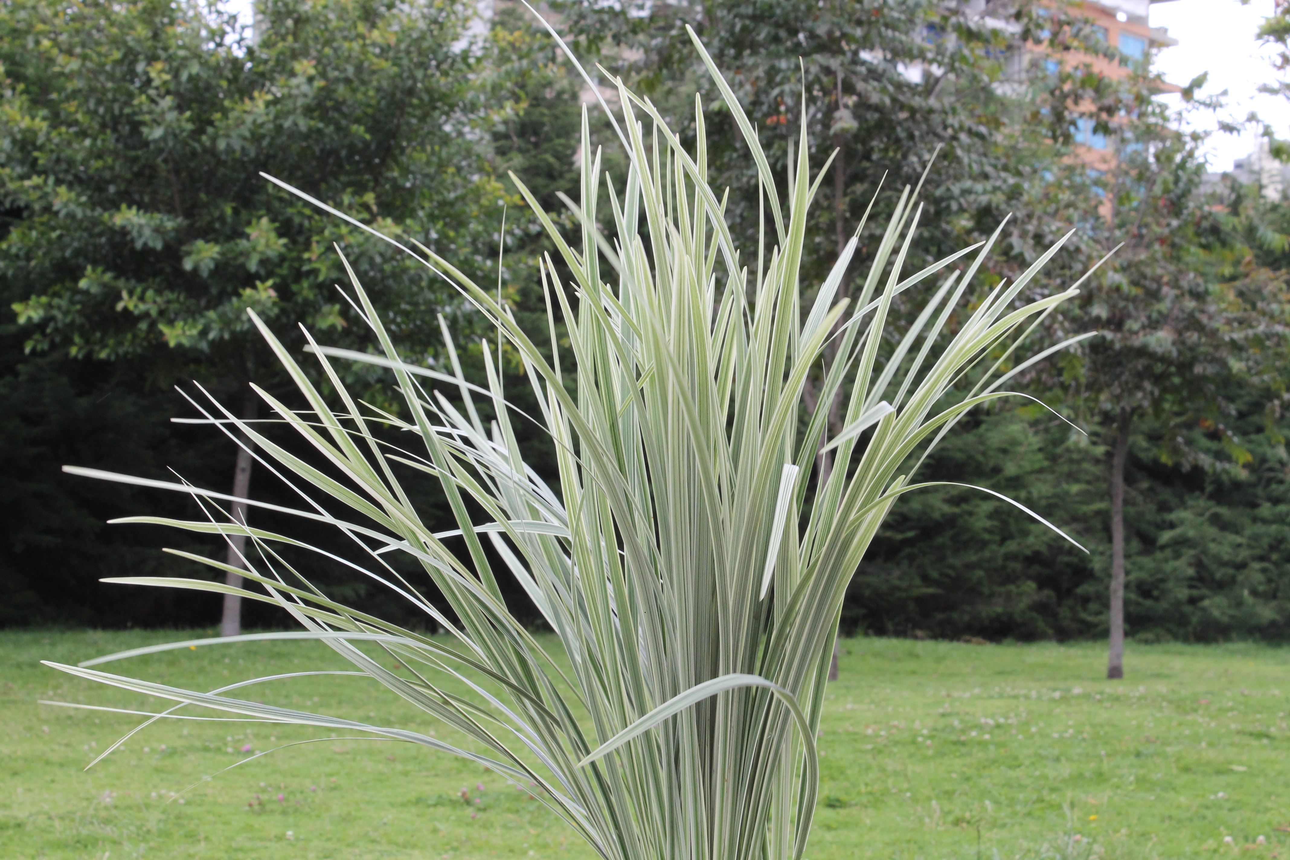 colombiaverde PRODUCTOS