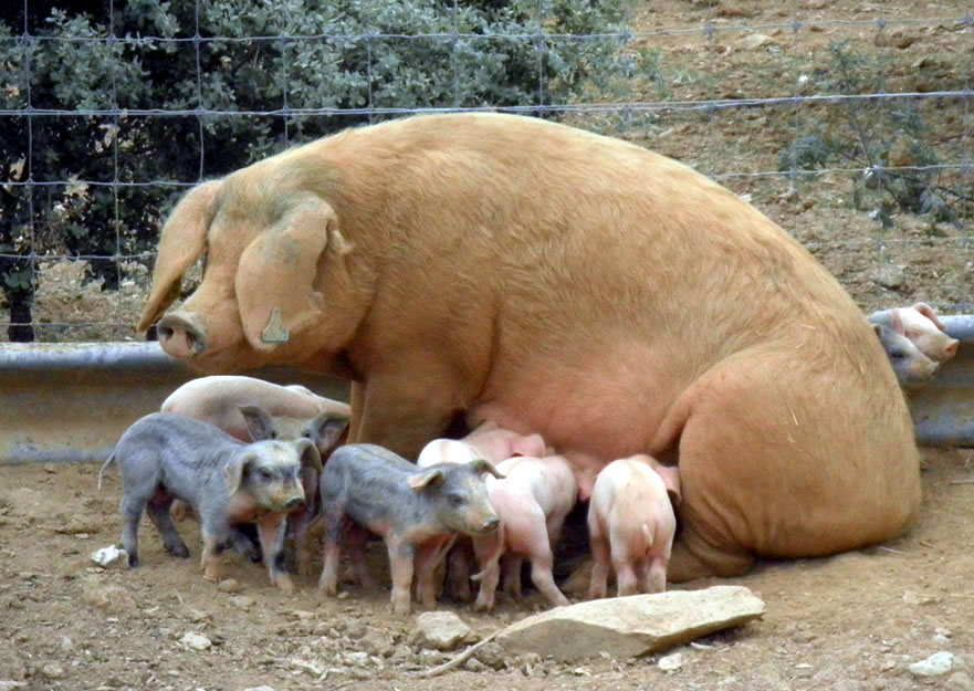 Portuguese Of Pig Thread Devoted To The And The Diversity Of The Pigs