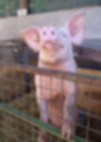 mister%2520Piglet_edited_edited.jpg
