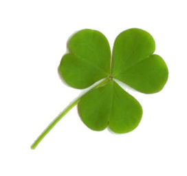 Clover leaf cars honda ascot #5