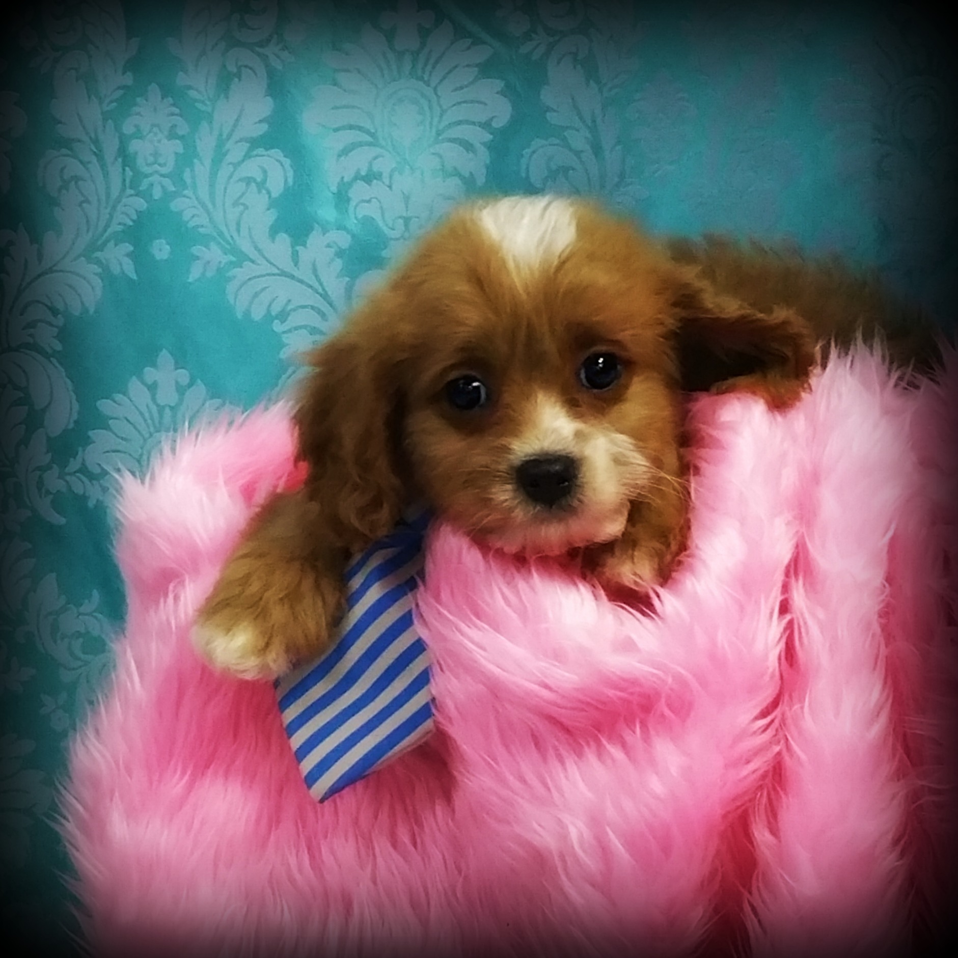 pipers posh puppies pin cavapoo 1 on pipers posh puppies pin cavapoo 1 on