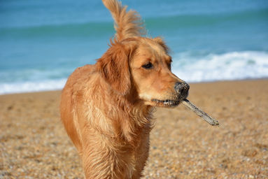 quel est animal qui vit le moins longtemps
