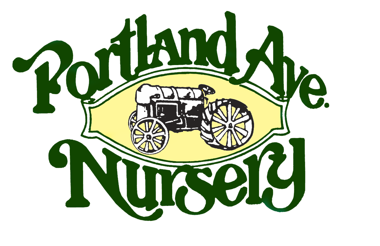 Portlandavenursery