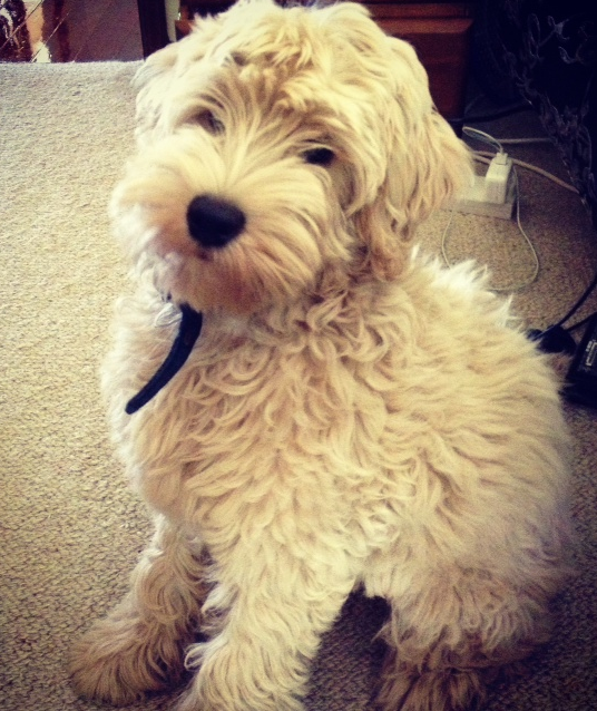 labradoodle puppies for sale in iowa australian labradoodles labradoodle puppies for sale australian breeds picture labradoodle puppies for sale in iowa australian labradoodles labradoodle puppies for sale australian breeds picture