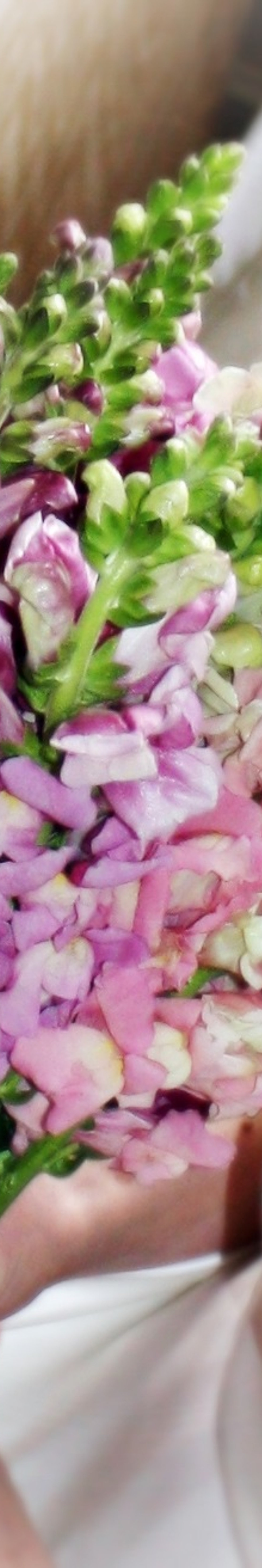 Snapdragon Bouquet Blue