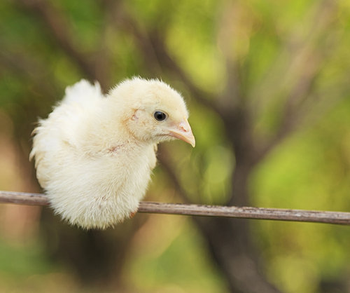 Fertile eggs for sale sourced from registered Western Australian 