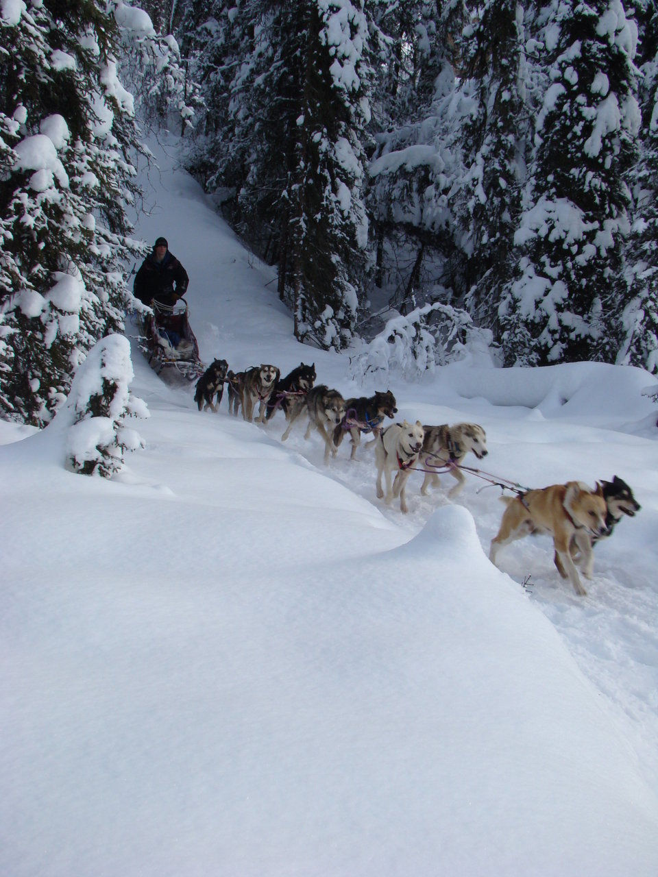 Sled Dog Rides and Tours in Anchorage, Alaska