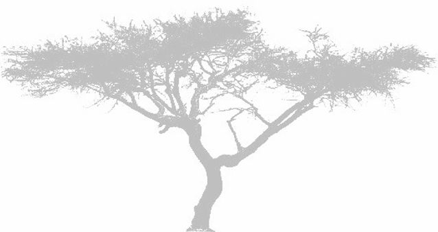 Acacia seyal_edited_edited.jpg