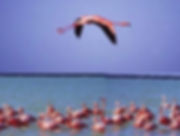 Flamingos Rio Lagartos Tour Genesis Ek Balam Eco Hotel Yucatan