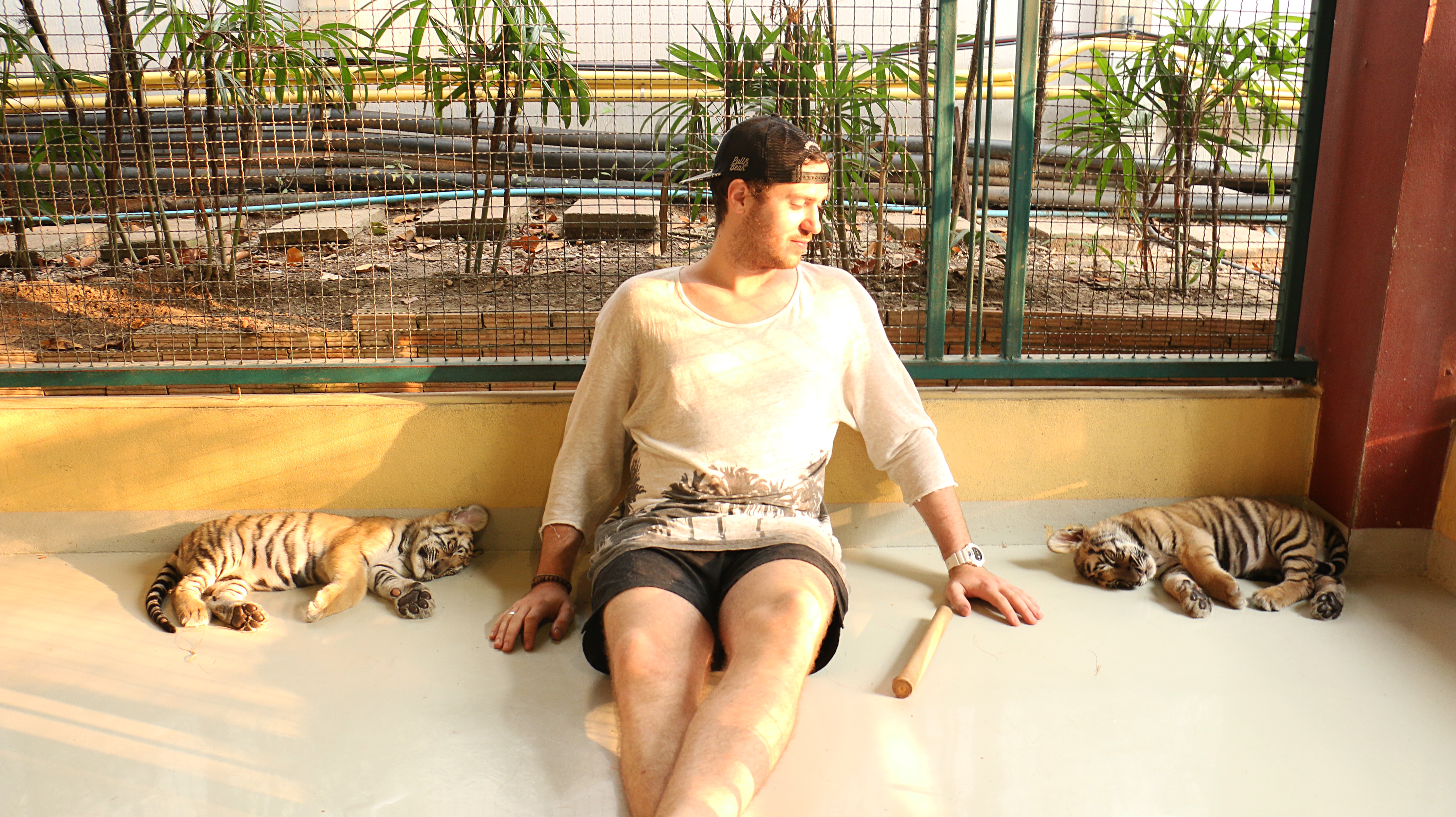 rencontre avec les tigres thailande