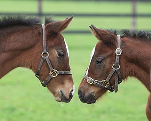 080312_LORD SHANAKILL FOALS2_edited.jpg