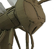 wasp