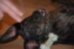 Amy, merle, Koolie, Coolie, Australian Koolie, German Coolie