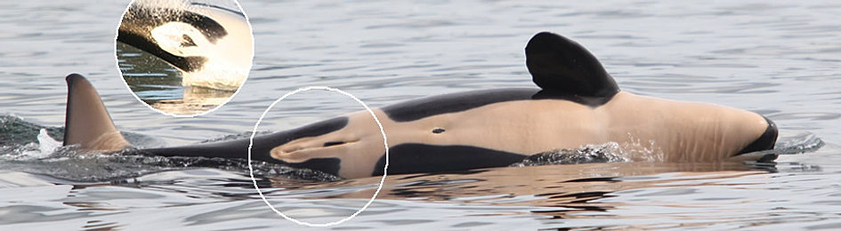 Do Whales Have Sex 89