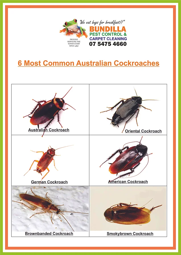 caloundra pest control customer asks how do i identify a type cockroach identification chart